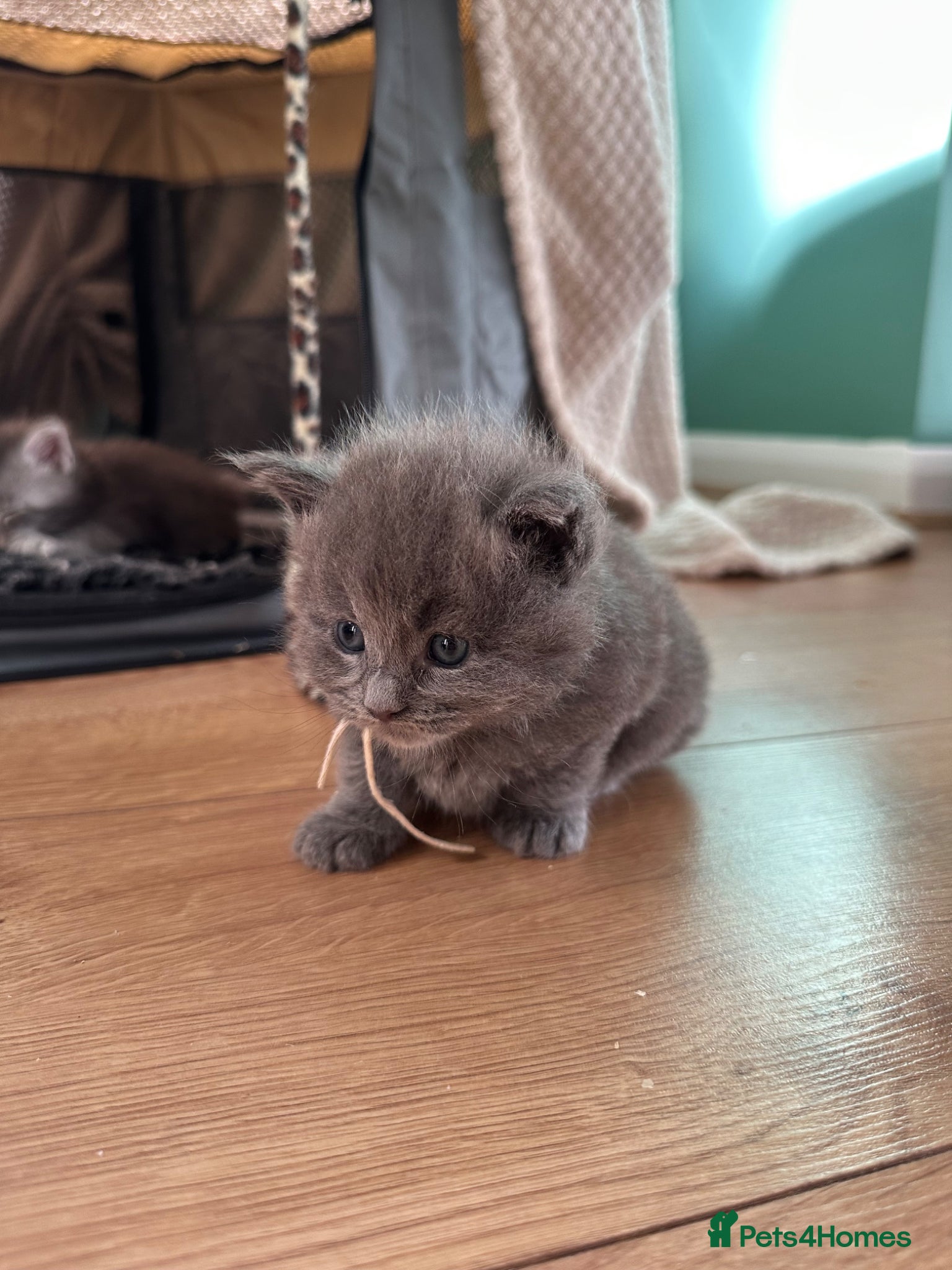 Maine Coon cats for sale: 5 beautiful Maine coon kittens - Advert 4