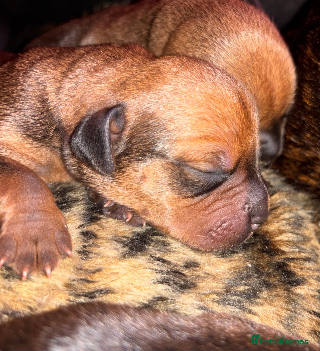 Mixed Breed dogs for sale: Rottweiler x Staffordshire bull terrier puppies - Image 7