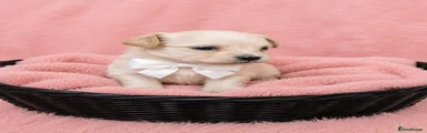 Maltipoo 2
