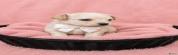 Maltipoo dogs for sale: Parents health tested Maltipoo puppies - Advert 4