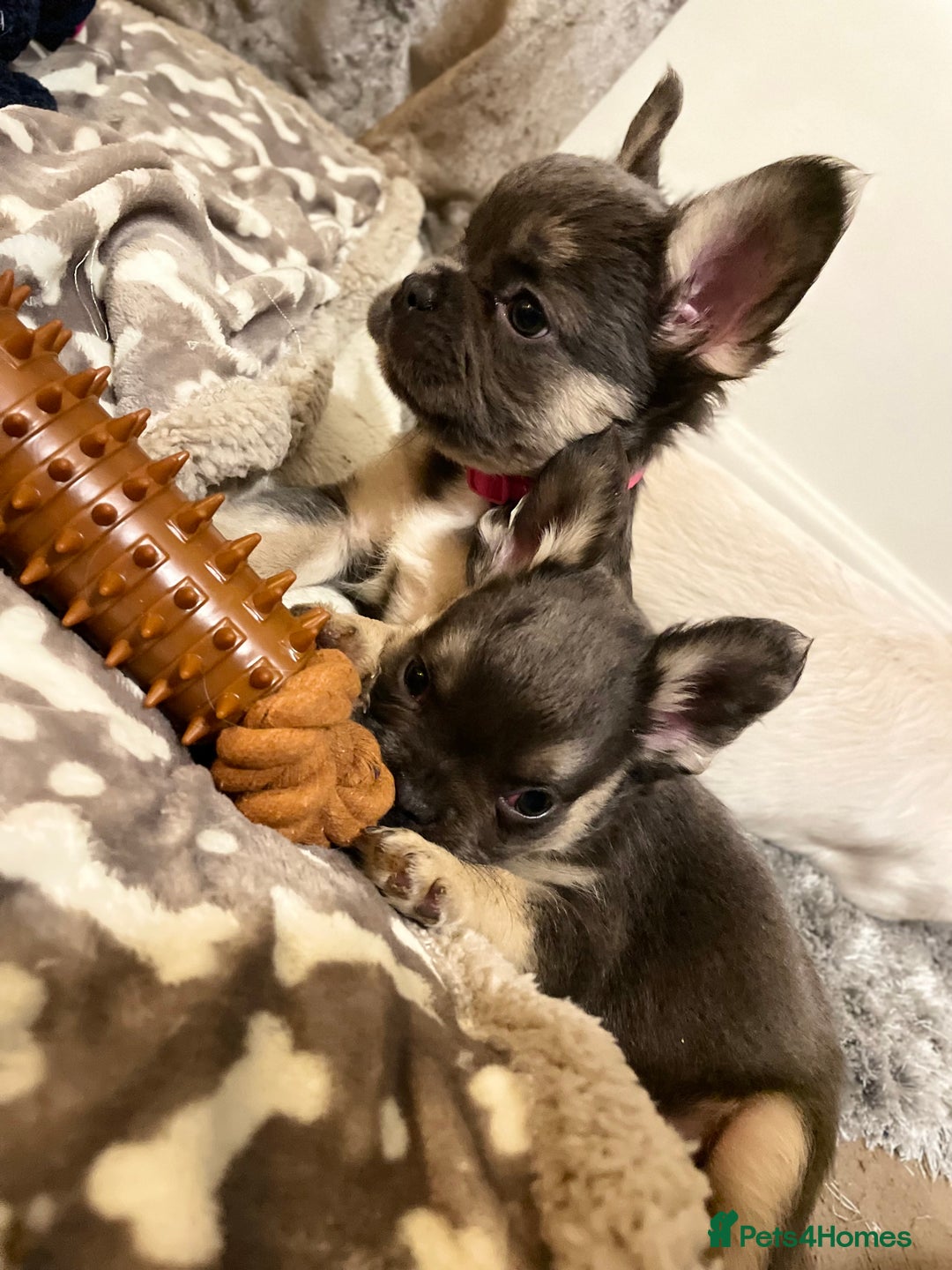 French Bulldog dogs for sale: Visual Fluffy Compact French Bulldogs 🩷🐶🐾 - Advert 19