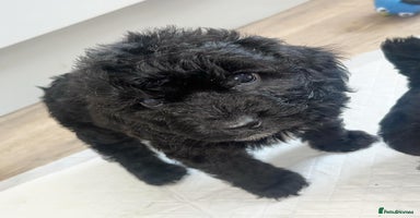 Cockapoo dogs - Advert 4