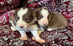 Border Collie dogs for sale: Pure Bred Border Collie Puppies 4 Sale -KC Pending - Image 8