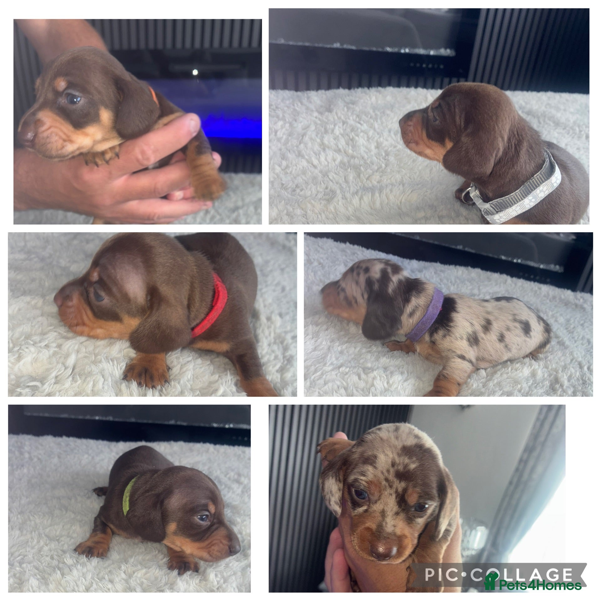 Miniature Dachshund dogs Miniature dachund pups  - Advert 10