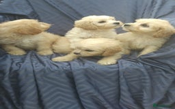Cavapoo dogs for sale: Cavapoo pups ready to leave! - Image 1