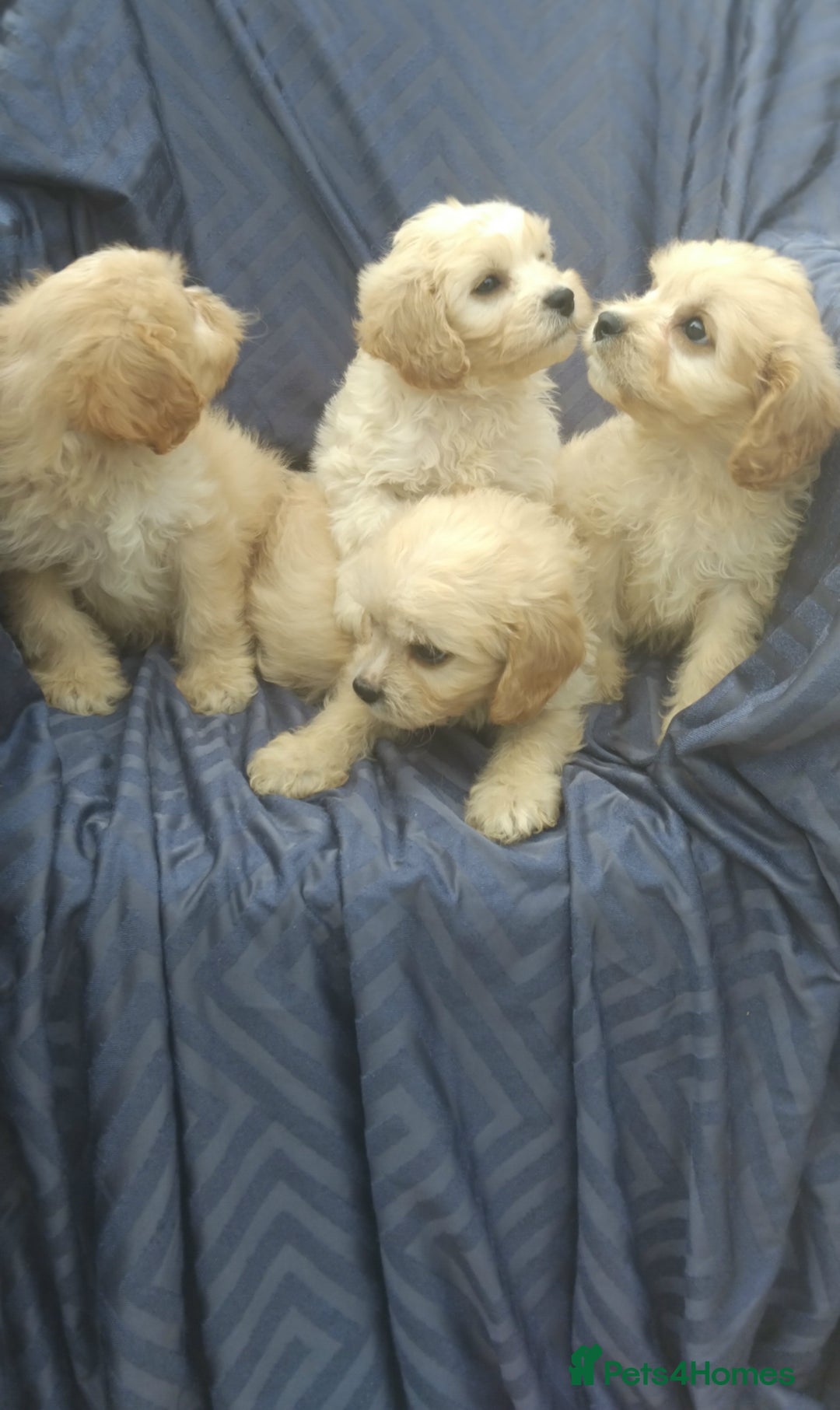 Cavapoo dogs for sale: Cavapoo pups ready to leave! - Image 1