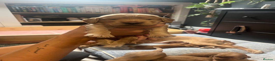 Mixed Breed Puppy 2