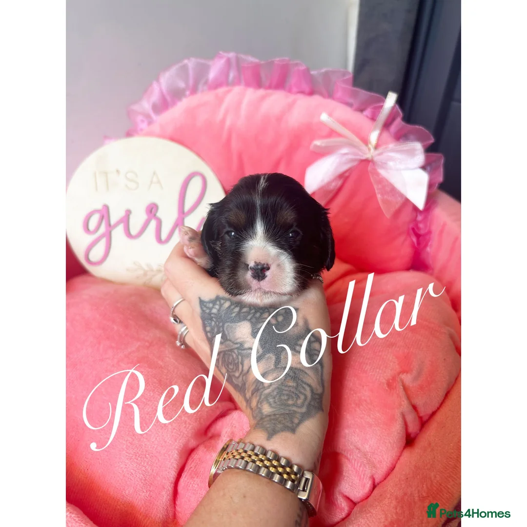 Cavalier King Charles Spaniel dogs for sale: KC CAVALIER KING CHARLES SPANIELS❤️ - Advert 2