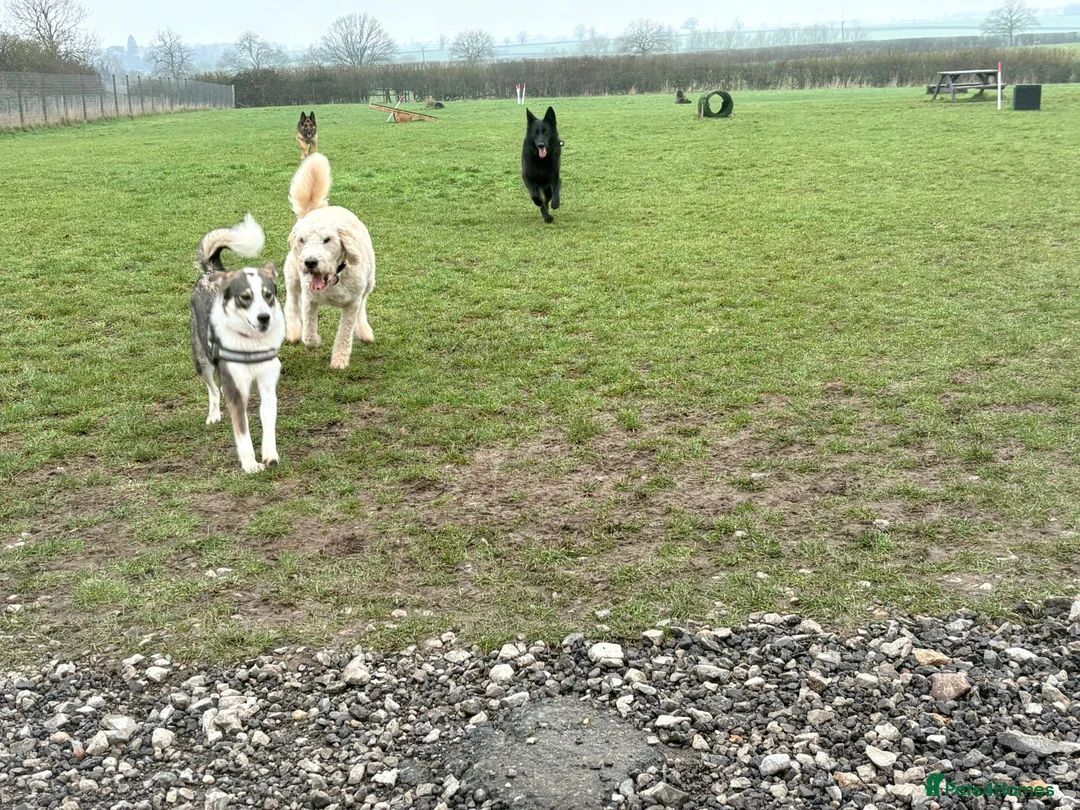 Mixed Breed dogs for sale: Meet wonderful Nala! - Advert 5