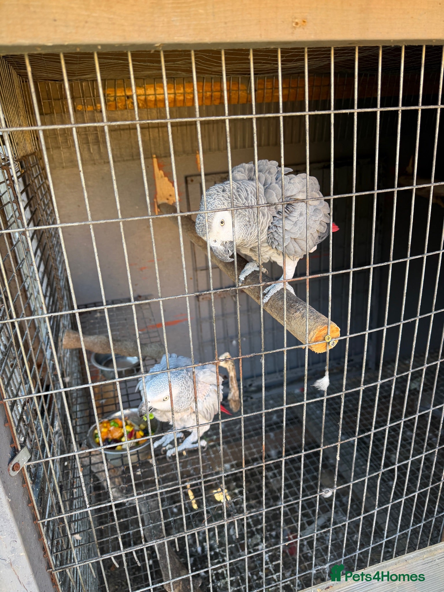 Parrots birds Breeding pair African greys - Advert 2