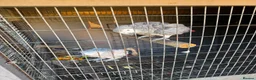 Parrots birds for sale: Breeding pair African greys - Advert 2