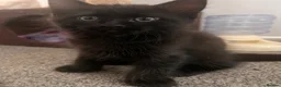 Mixed Breed cats for sale: 2 beautiful kittens looking for a forever home - Advert 3