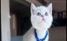 Scottish Fold cats for sale: Beautiful Scottish Straight&Fold Kittens Available - Image 4