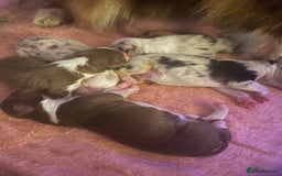 Australian Shepherd dogs for sale: Beautiful Australian Shepherd KC registration🥰 - Image 22