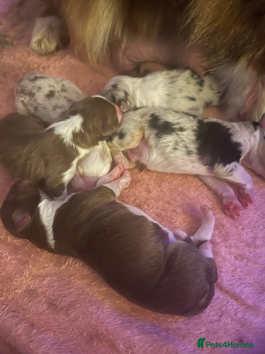Australian Shepherd dogs for sale: Beautiful Australian Shepherd KC registration🥰 - Image 22