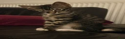 Mixed Breed cats for sale: Kittens  - Advert 9