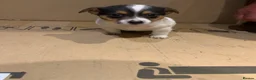 Jack Russell dogs for sale: 5 stunning playful jack Russels - Advert 4