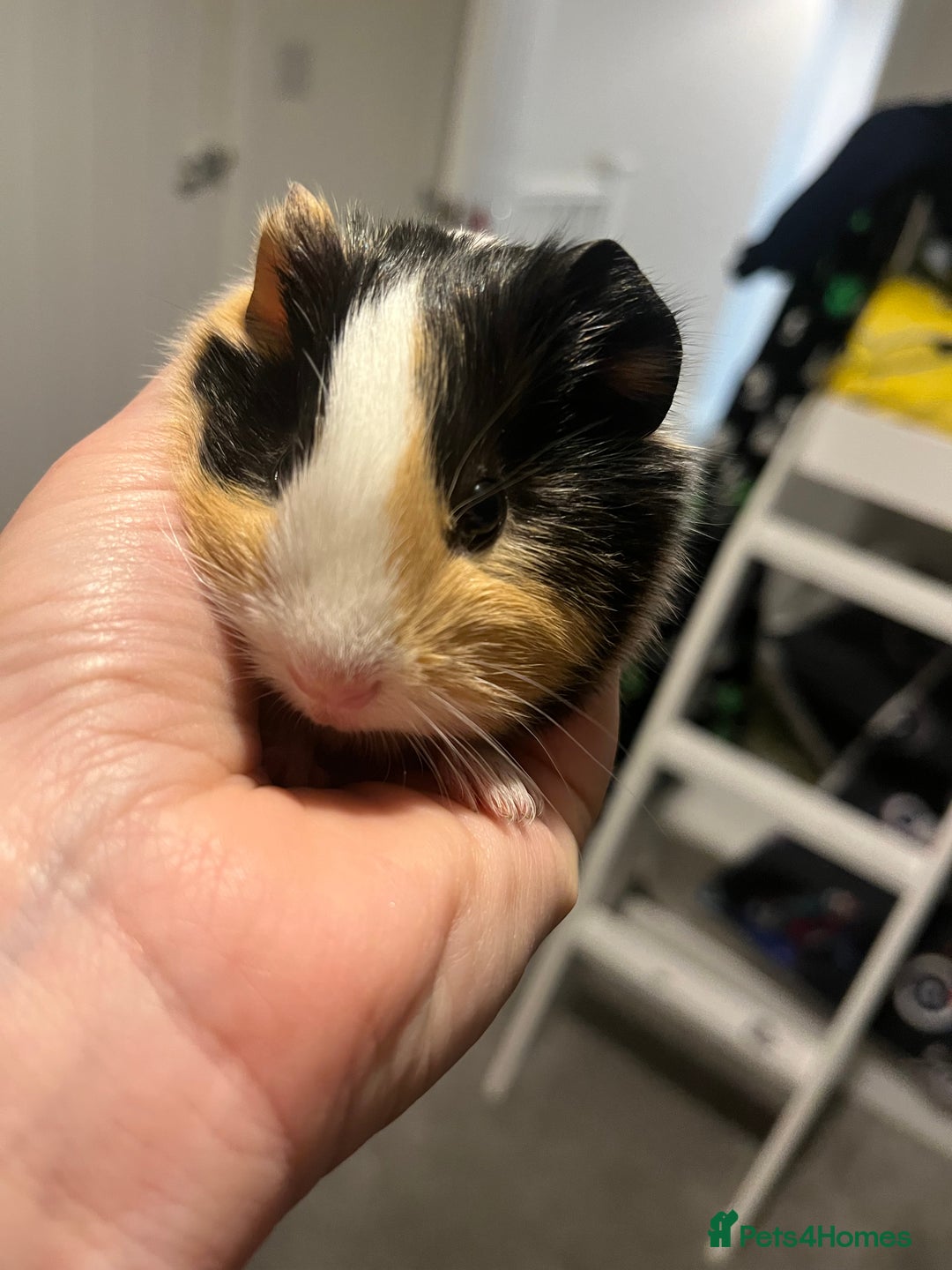 Guinea Pig rodents for sale: Boar guinea pigs looking for homes  - Advert 6