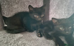 Mixed Breed cats for sale: Kittens - Image 1