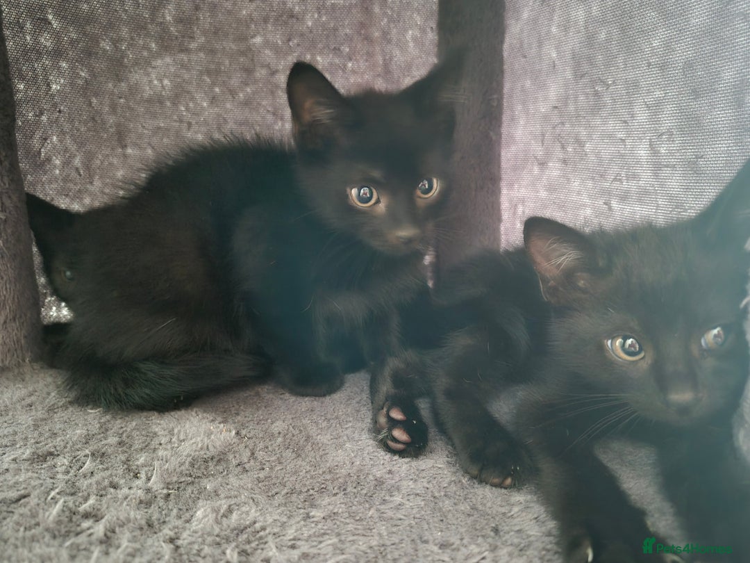 Mixed Breed cats for sale: Kittens - Image 1