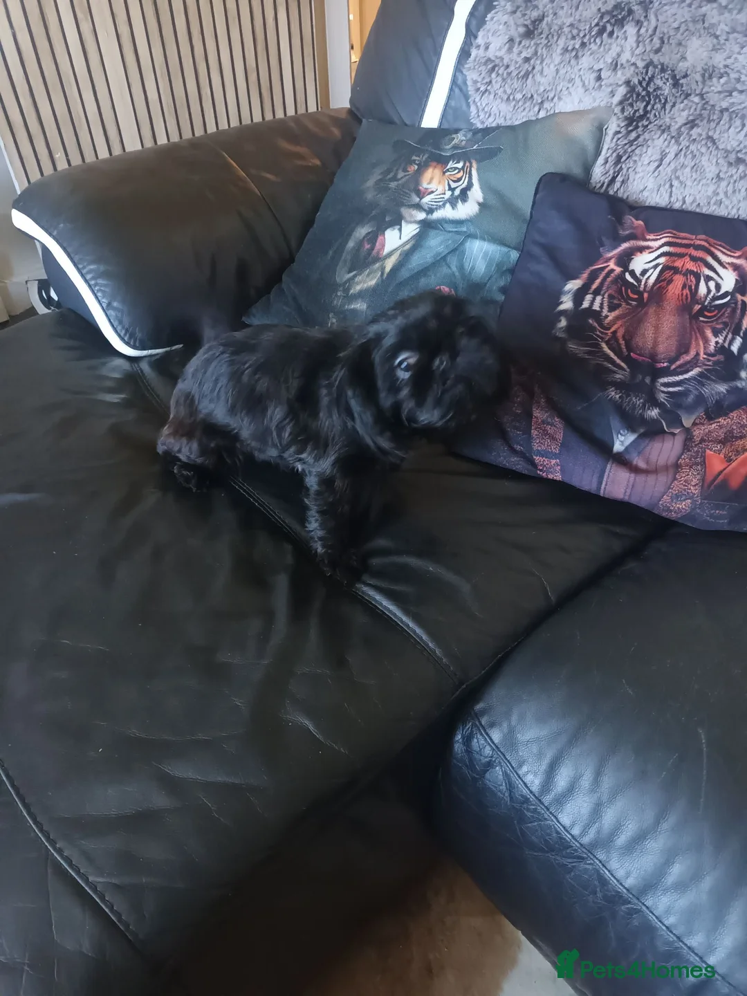Shih Tzu dogs for sale: imperial shih tzu  - Advert 2