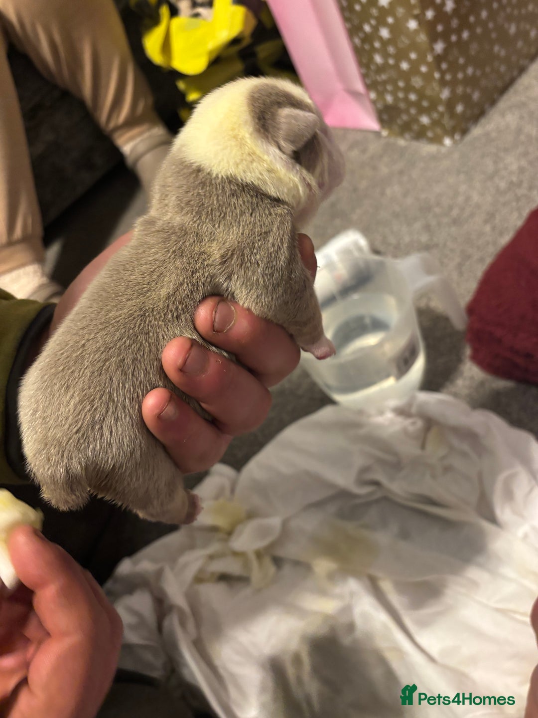 English Bulldog dogs for sale: 4 beautiful strong puppies - Advert 7