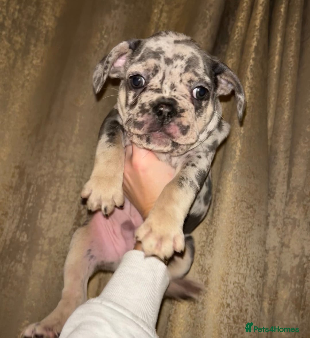 French Bulldog dogs for sale: READY NOW French bulldog pups REDUCED - Advert 4