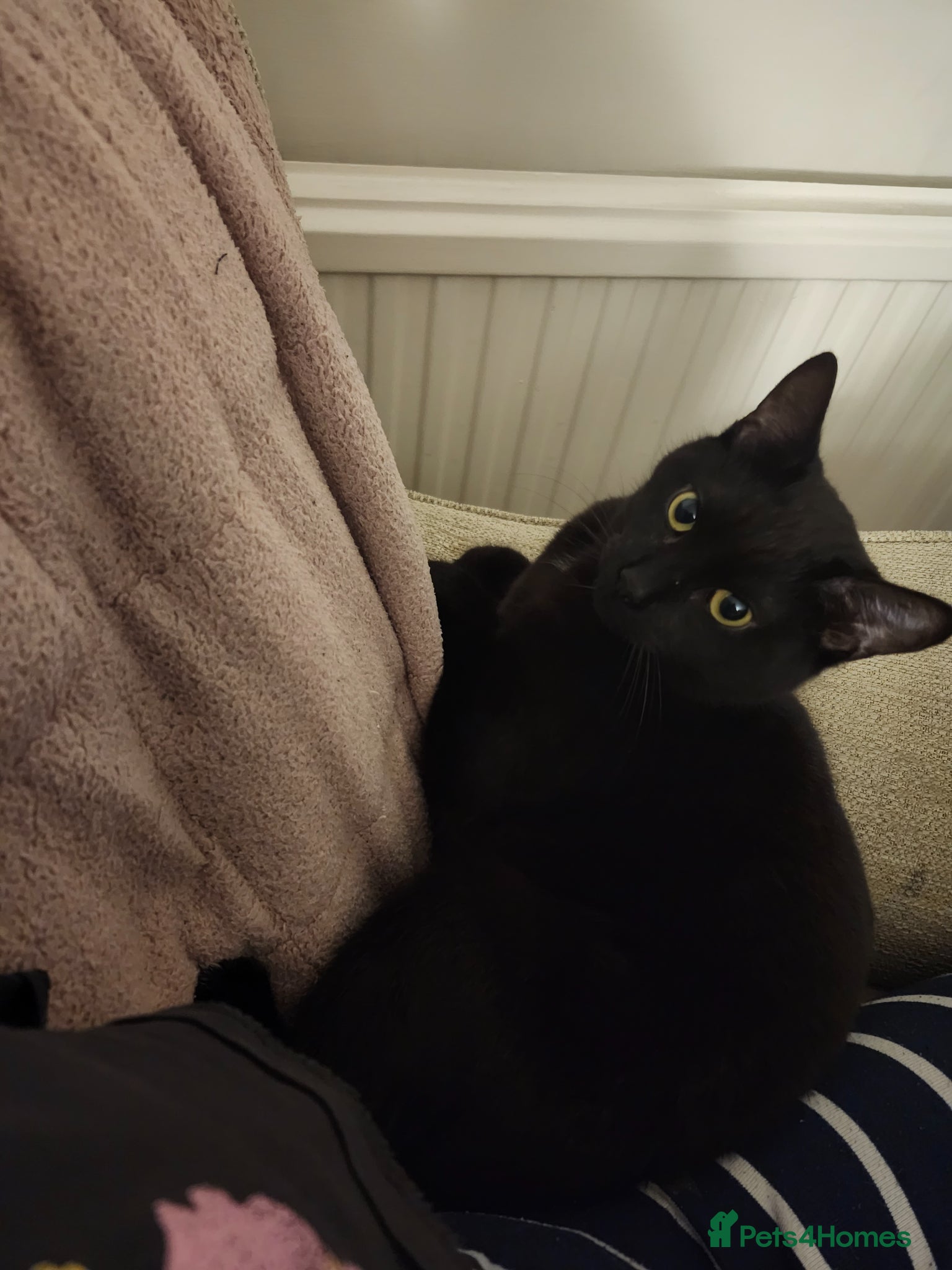 Mixed Breed cats for sale: Maeve- Cat - Advert 3