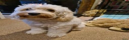 Cockapoo dogs for sale: Beautiful cockapoo girl pup - Advert 12