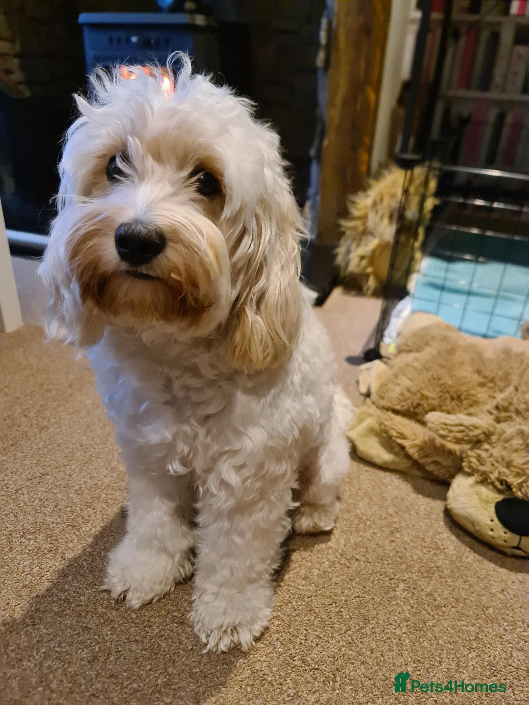 Cockapoo dogs for sale: Beautiful cockapoo girl pup - Advert 12