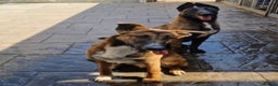 Mixed Breed dogs for stud: Belgian malinois x border collie stud only - Advert 2