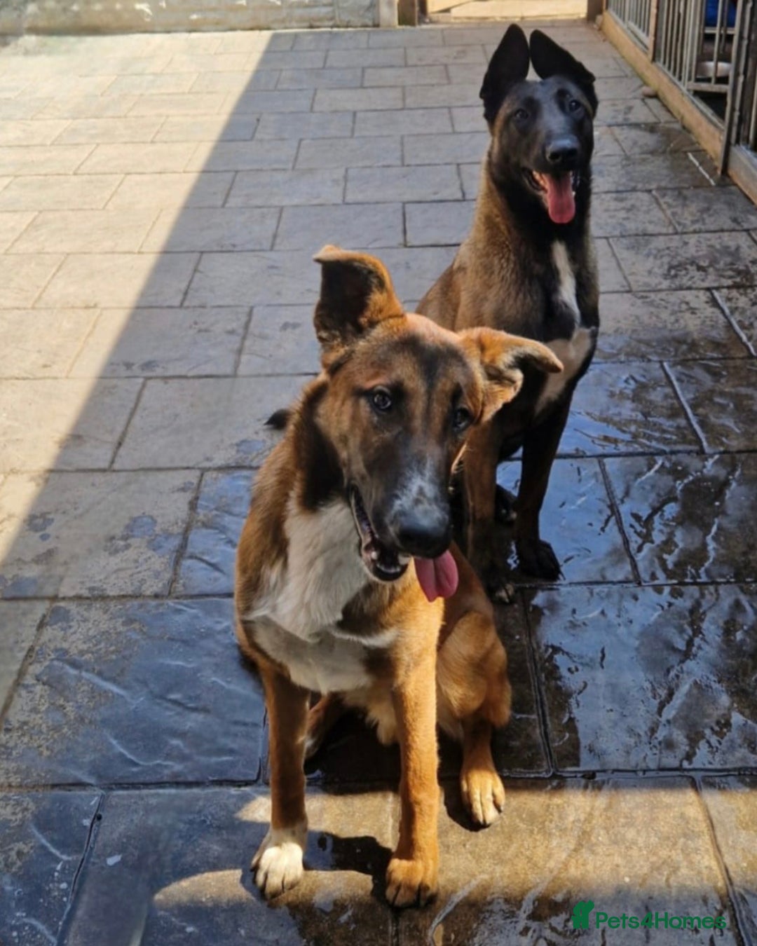 Mixed Breed dogs for stud: Belgian malinois x border collie stud only - Advert 2