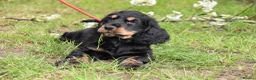 Cocker Spaniel dogs for sale: Last Male Ready Now Show Type Kc Reg  - Advert 19