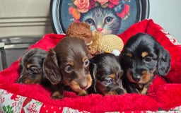 Miniature Dachshund dogs for sale: ⚜️KC PRA clear Miniature Dachshund Puppies  - Image 14