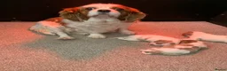 Cavalier King Charles Spaniel dogs for sale: Beautiful Pedigree cavalier King charles - Advert 7
