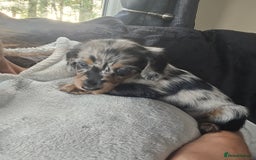Miniature Dachshund dogs for sale: ✨️Beautiful silver dapple female✨️ - Image 7