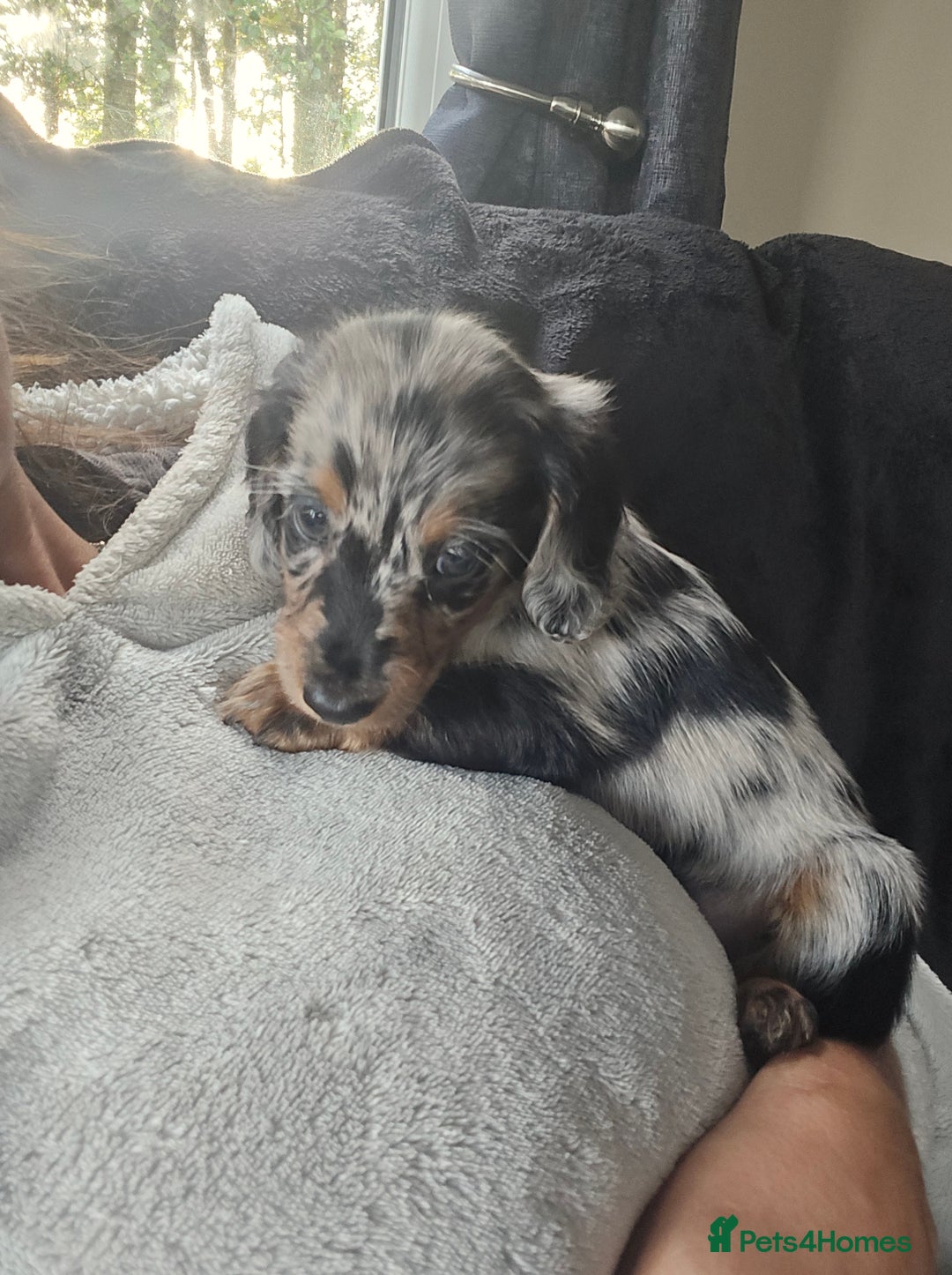 Miniature Dachshund dogs for sale: ✨️Beautiful silver dapple female✨️ - Image 7