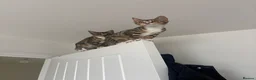 Mixed Breed cats for sale: 2 Half Bengal x Tabby kittens (Must go together.) - Advert 2