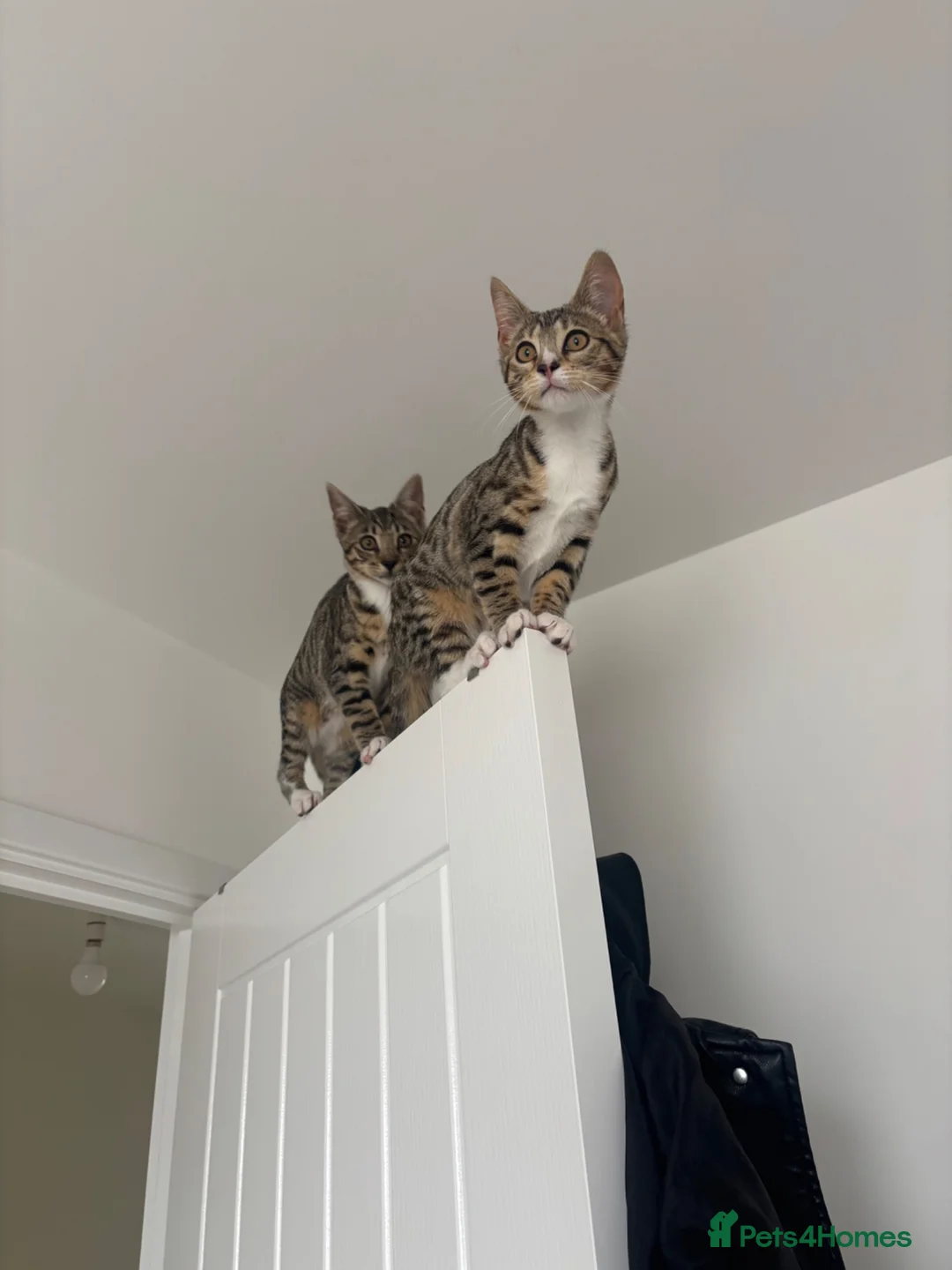 Mixed Breed cats for sale: 2 Half Bengal x Tabby kittens (Must go together.) - Advert 2