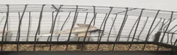 Canaries birds for sale: Canaries for sale  - Advert 12
