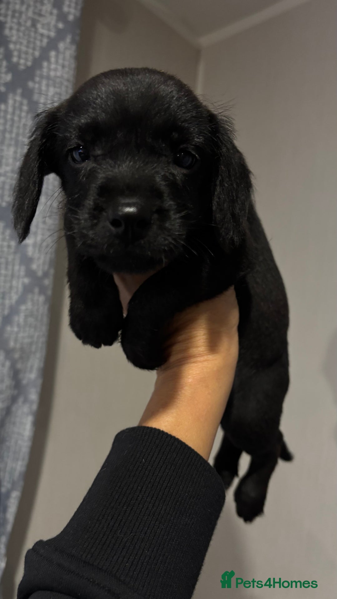 Mixed Breed dogs for sale: Cockapoo X pattadale pups  - Image 1