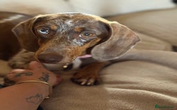 Miniature Dachshund dogs for sale: Beautiful kc mini dachshunds  - Image 29