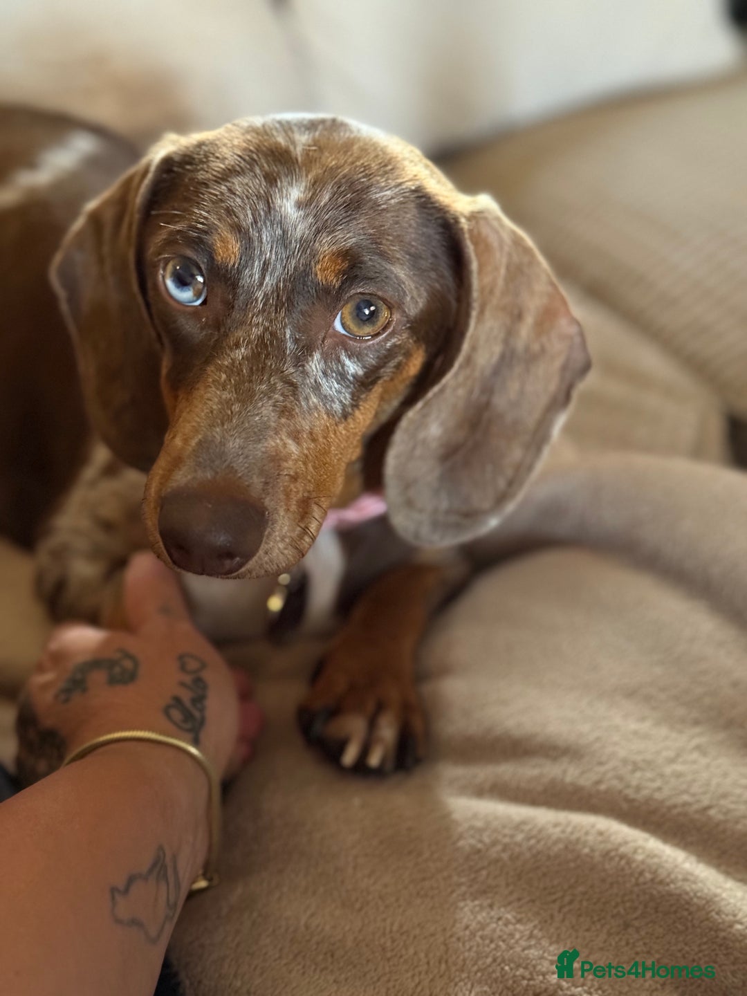 Miniature Dachshund dogs for sale: Beautiful kc mini dachshunds  - Image 29