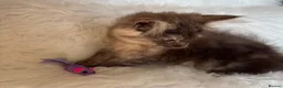 Maine Coon cats for sale: Maine coon kittens fluffy cuddly kittens - Advert 36