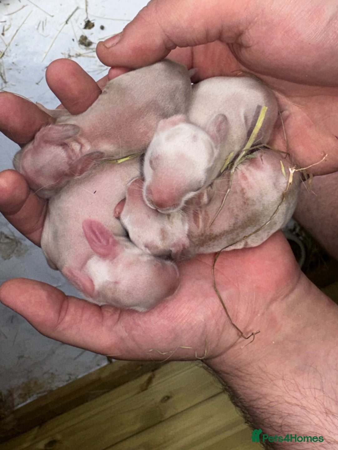 Rex rabbits for sale: 10X Mini lop x Rex babies Nova & Fendi 🧡🤍 - Image 7