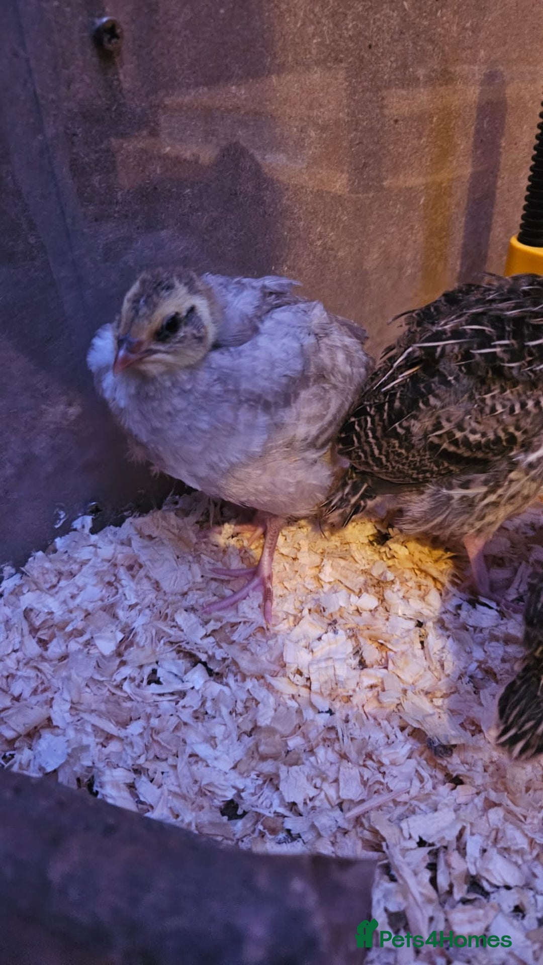 Quail poultry for sale: Beautiful coturnix quail chicks - Advert 3