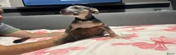 Mixed Breed dogs for sale: Beautiful boy  - Advert 4