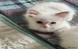 Ragdoll cats for sale: Tortie Lynx Flame Lynx pedigree Ragdolls - Image 17