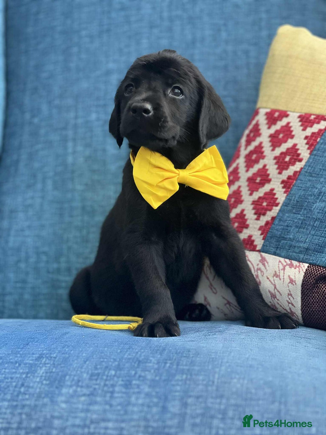 Goldador dogs for sale: Golden retriever x Labrador Retriever puppies - Image 7