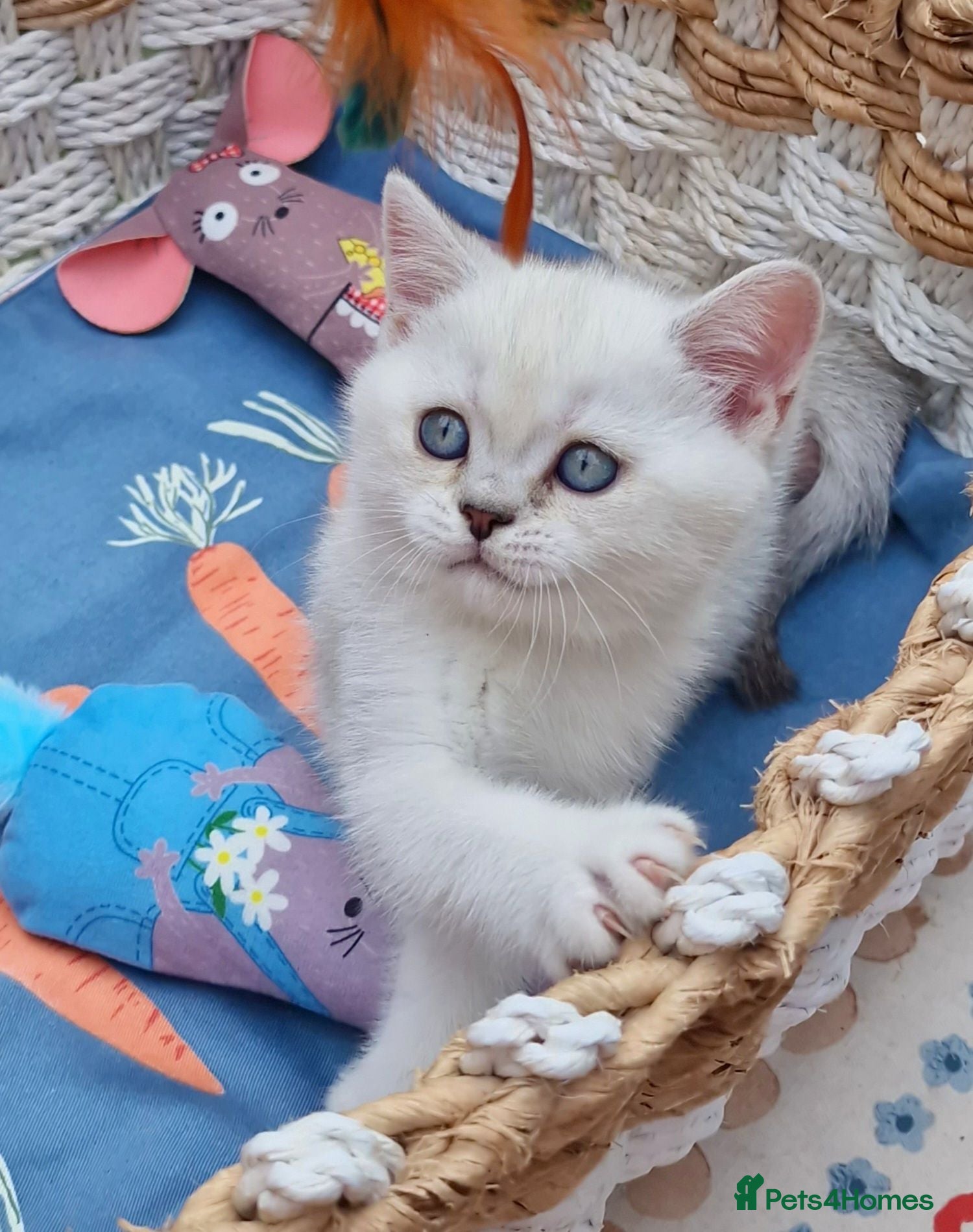 British Shorthair cats 💖GOLDEN, TABBY, COLOURPOINT BSH KITTENS💖 - Advert 1